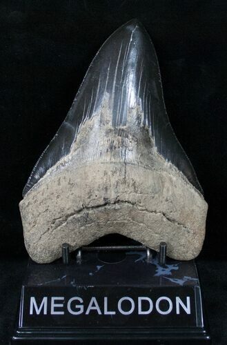 Large, Black, / Megalodon Tooth #12299